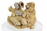 Miniature Fossil Cluster (Ammonites, Crinoid Stems) - France #270500-1